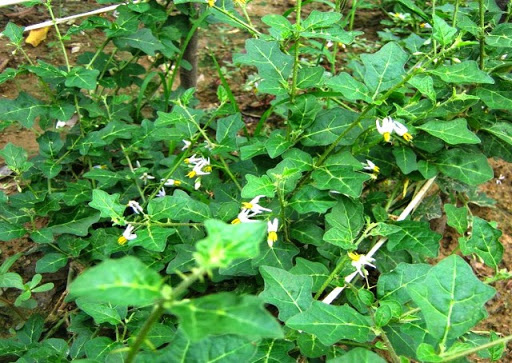 Cây Cà gai leo. Solanum procumbens Lour - Cây Thuốc Nam Quanh Ta